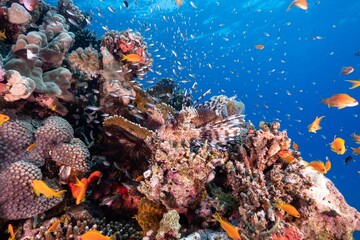 Fototapeta na wymiar Lionfish swimming around a sharp textured coral reef under the sea