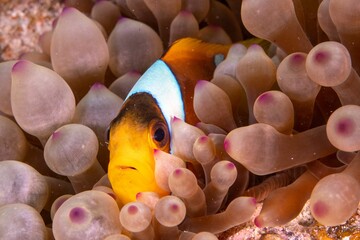 Closeup shot of a clownfish at a coral reef