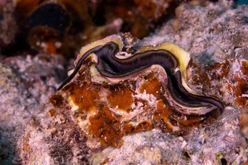 Closeup shot of a snake fish in a coral reef