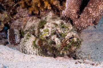 Fototapeta premium Closeup shot of a coral reef