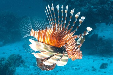 Closeup shot of a Red lionfish