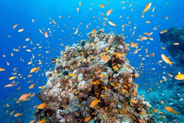 Closeup shot of fish at a coral reef