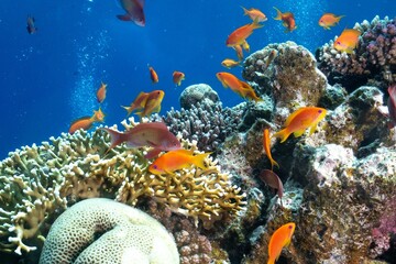 Naklejka na ściany i meble Closeup shot of fish at a coral reef