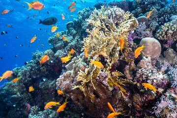 Obraz na płótnie Canvas School of small fishes swimming near coral reefs under the deep blue sea
