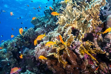 Fototapeta na wymiar Closeup shot of fish at a coral reef