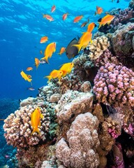Closeup shot of fish at a coral reef