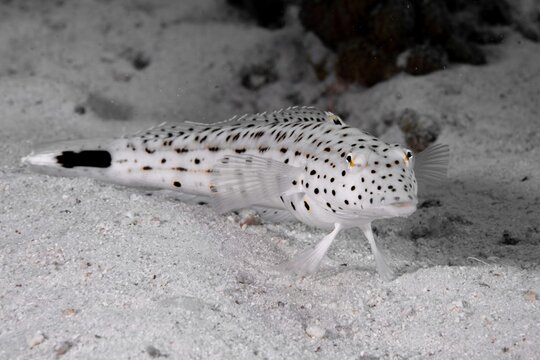 Greyscale shot of a parapercis hexophthalma fish