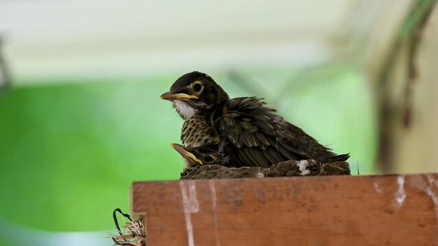 Lucky enough to get a baby Robin Leaving the Nest & Flying for First Time. Bird siblings are getting too big for the nest they've been in for Weeks.  Robins in Nest in Windsor in Upstate NY.