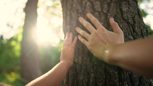 touch the tree trunk with your hand. ecology concept of nature forest energy. family hand touches highlights close-up of a pine trunk. hand touches a tree trunk. tree sun wild forest travel concept