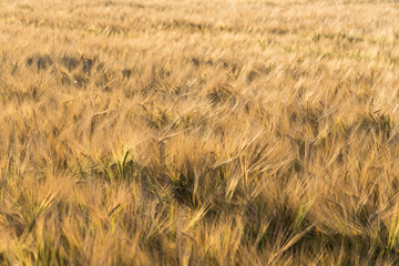 Wheat field