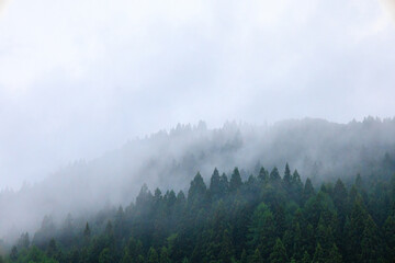 雨の日の森林　濃い霧