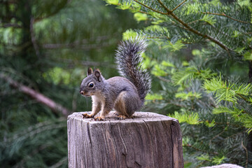 squirrel in the park