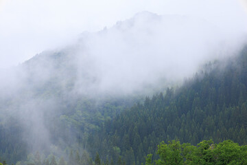 雨の日の森林　濃い霧