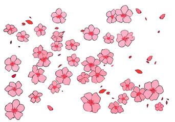 Petals and flowers of sakura fly, isolated on white and transparent backgrounds. Some. PNG.