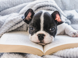Cute puppy and old book. Clear, sunny day. Close-up, indoors. Studio photo. Day light. Concept of...