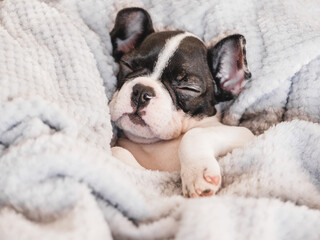 Cute puppy lying on the bed in the living room. Clear, sunny day. Close-up, indoors. Studio photo. Day light. Concept of care, education, obedience training and raising pets