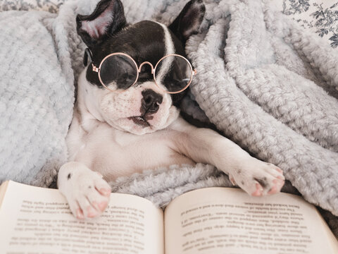 Cute puppy, glasses and old book. Clear, sunny day. Close-up, indoors. Studio photo. Day light. Concept of care, education, obedience training and raising pets