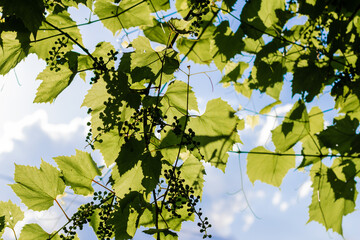 Cluster of green not mature grapes on a branch.