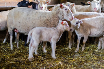 Fototapeta premium Sheep farm. Group of sheep domestic animals