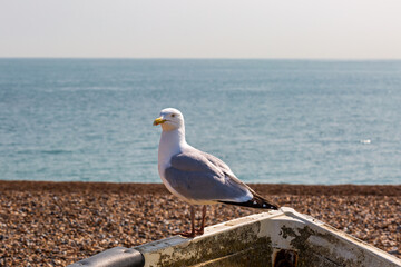 A close up of a seagull at the coast, with a shallow depth of field
