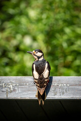 A great spotted woodpecker in a Sussex garden on a sunny spring day