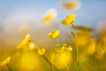 A close up of pretty buttercups on a sunny spring day