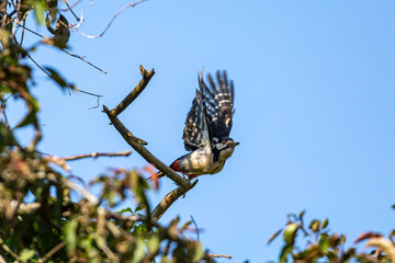 A dendrocopos major, commonly known as a great spotted woodpecker, taking flight from a tree branch
