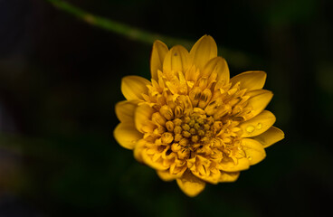 yellow flower macro