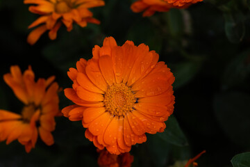 orange flower
