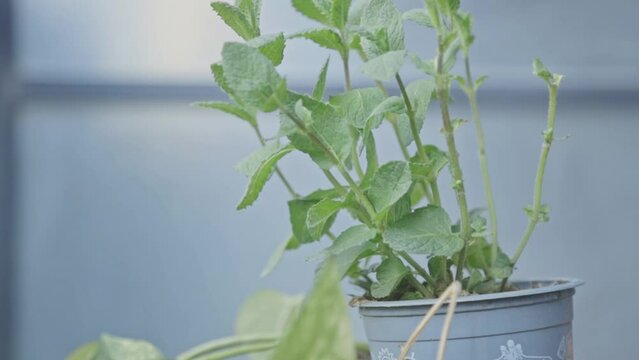 Closeup Of Bowles Mint Plant Growing In A Pot. selective focus