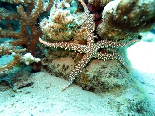 red sea starfish on a rock