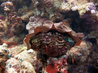 Red sea colorful giant clam shells