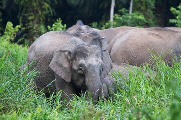 Fototapeta premium Asian elephants in tropical rainforest of Borneo, Malaysia 