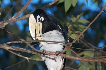 Portrait of a Borneo hornbill, Malaysia 