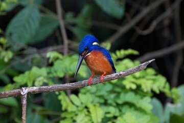 Common kingfisher perched on a tree in Borneo rainforest, Malaysia 