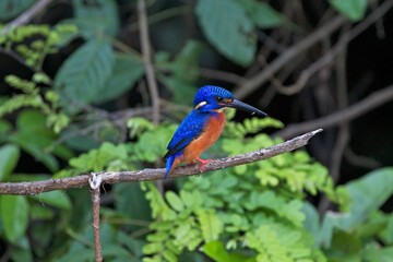 Closeup view of common kingfisher perched on a tree, Borneo, Malaysia 