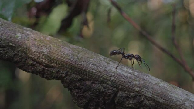 Bullet ant in the Amazon rainforest