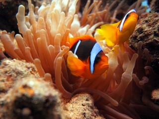 red sea clown fish 