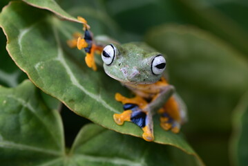 Frog on a leaf. Close up Funny action of the green tree frog Rhacophorus reinwardtii