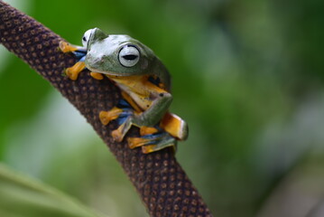 Close up Funny action of the green tree frog Rhacophorus reinwardtii on anthurium flower