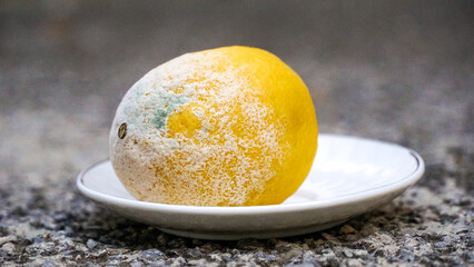  mold on yellow lemon. Spoiled rotting fruit with mold on a small plate, Blue-green mold on citrus fruits