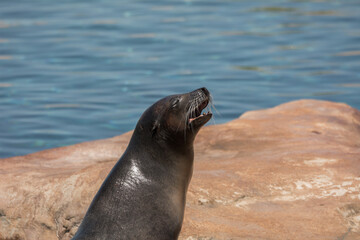 Obraz premium Sea lion in water