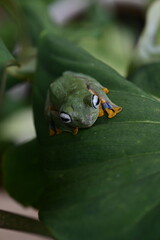 The green tree frog Rhacophorus reinwardtii on a leaf