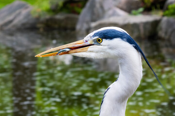 Grey Heron (Ardea cinerea)  perched on the stone of a pond with a fish in the beak