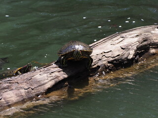 Fototapeta premium 水辺のカメ