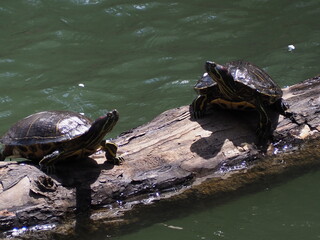 Fototapeta premium 水辺のカメ