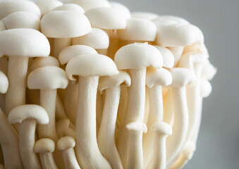 White mushrooms shimeji close up. Asian food
