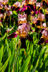 bright iris flowers in garden