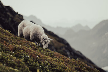 A sheep peacefully grazing on a mountain slope, set against a backdrop of misty mountain landscape