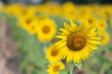 Fototapeta premium Closed up sunflower blooming as natural background for wallpaper